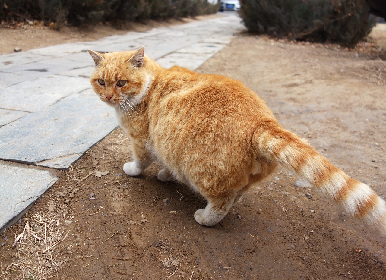 矮脚猫图片大全可爱,深度策略应用数据_Windows86.39.92